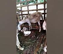 Kambing Melahirkan Kembar 1 Hari